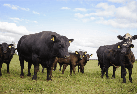 a herd of cows in a field