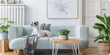 a dog sitting on a couch