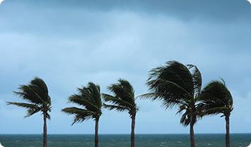 a group of palm trees by the water