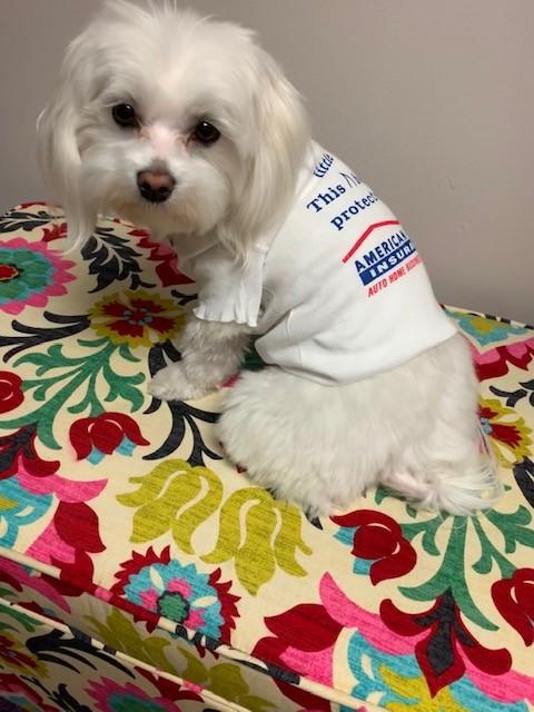 a dog wearing a shirt