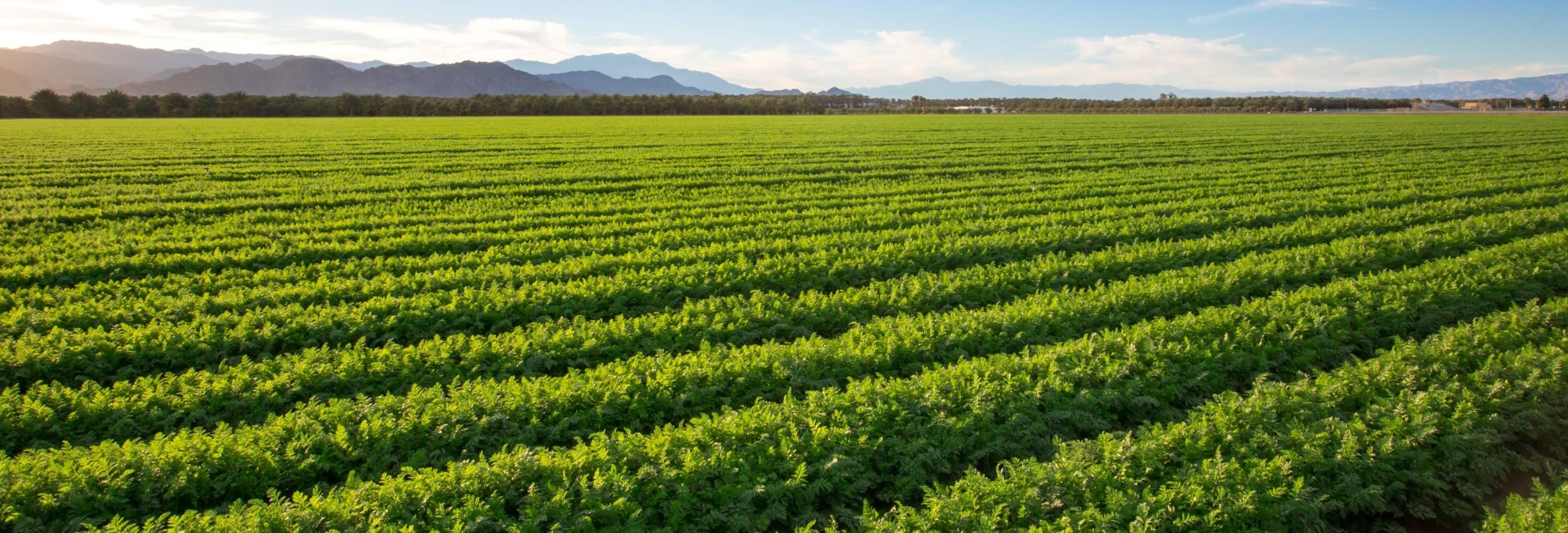 a farm field