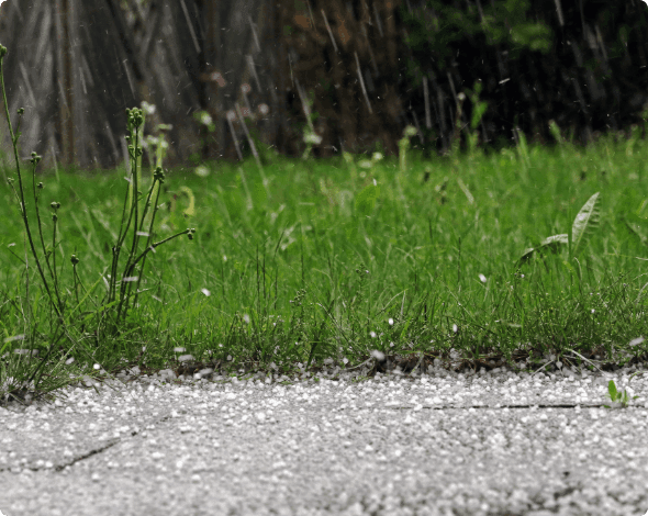 Sidewalk and grass covered in hail. 