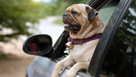 a car with dogs in it