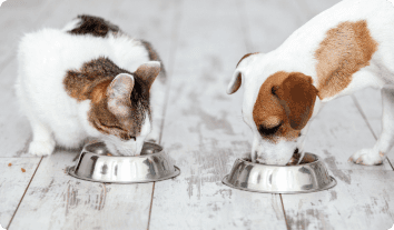 a couple of bunnies eating from bowls